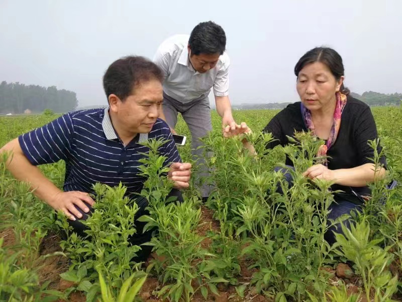 江苏省中医院主任中药师朱育凤（右） 受访者供图